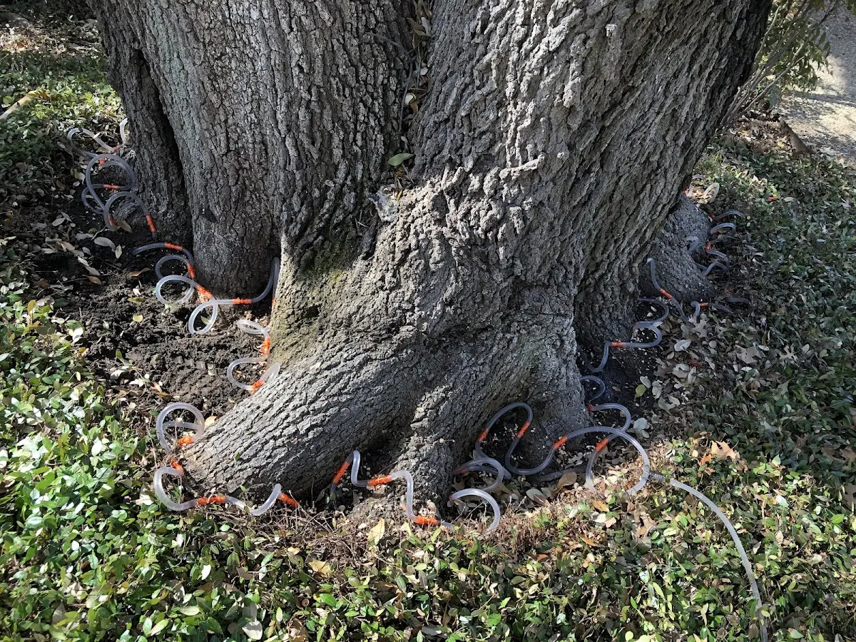 Detailed Tree Cabling and Bracing job site in Dayville